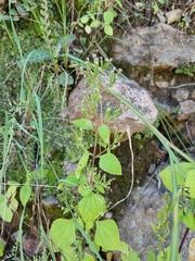 Stevia micrantha