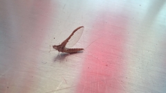 Callibaetis