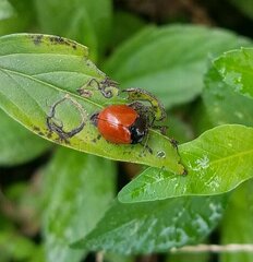 Chelymorpha cribraria