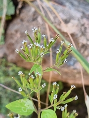 Stevia micrantha
