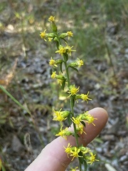 Solidago erecta