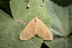 Eubaphe