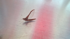 Callibaetis