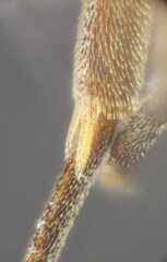 Isadelphus coriarius