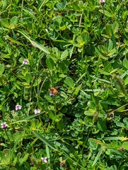 Apis mellifera