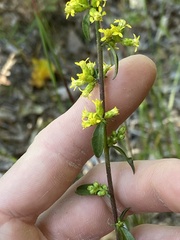 Solidago erecta