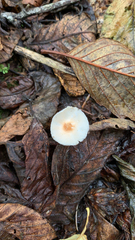 Lepiota rubrotinctoides