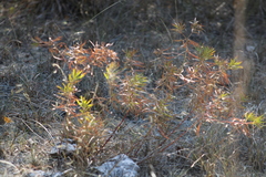 Stillingia texana