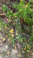 Symphyotrichum lateriflorum
