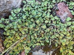 Plagiochasma rupestre