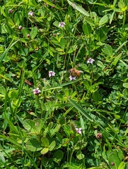 Apis mellifera