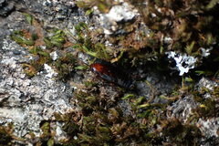 Parcoblatta americana