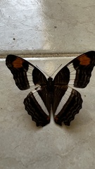 Adelpha fessonia