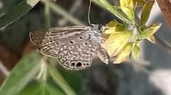 Hemiargus ceraunus astenidas