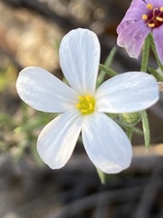 Leptosiphon melingii