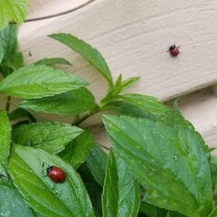 Chelymorpha cribraria