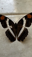 Adelpha fessonia