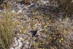 Cotula pruinosa