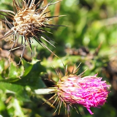 Carduus defloratus carlinifolius