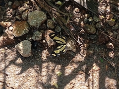 Baeotis zonata zonata