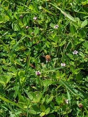 Apis mellifera