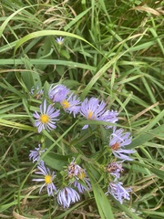 Symphyotrichum puniceum