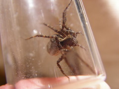 Pardosa mackenziana