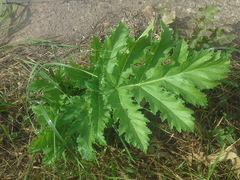 Heracleum sosnowskyi