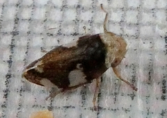Philaenus