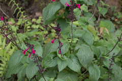 Salvia carnea