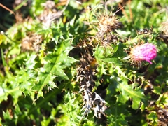 Carduus defloratus carlinifolius