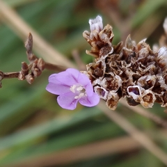 Limonium virgatum