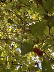 Crataegus punctata