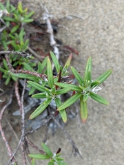 Polygonum paronychia