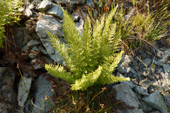 Athyrium americanum