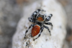 Phidippus adumbratus