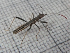 Micrelytra fossularum