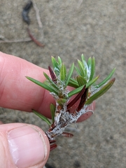 Polygonum paronychia