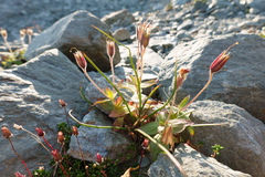 Erythranthe caespitosa