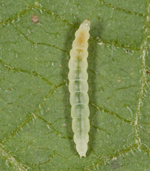 Bucculatrix polymniae