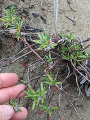 Polygonum paronychia