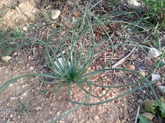 Asphodelus fistulosus
