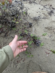 Polygonum paronychia