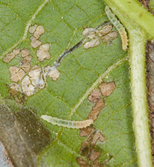 Bucculatrix polymniae