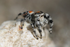 Phidippus adumbratus