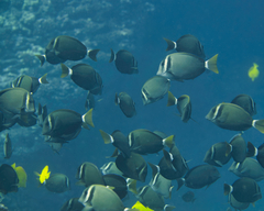 Acanthurus leucopareius