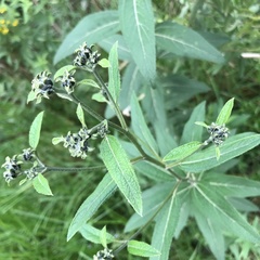 Aldama buddlejiformis