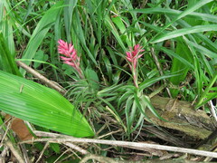 Tillandsia geminiflora
