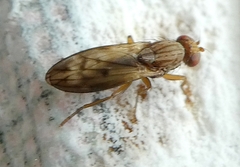 Opomyza