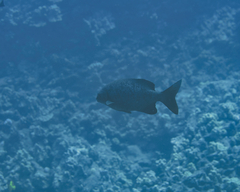 Kyphosus cinerascens